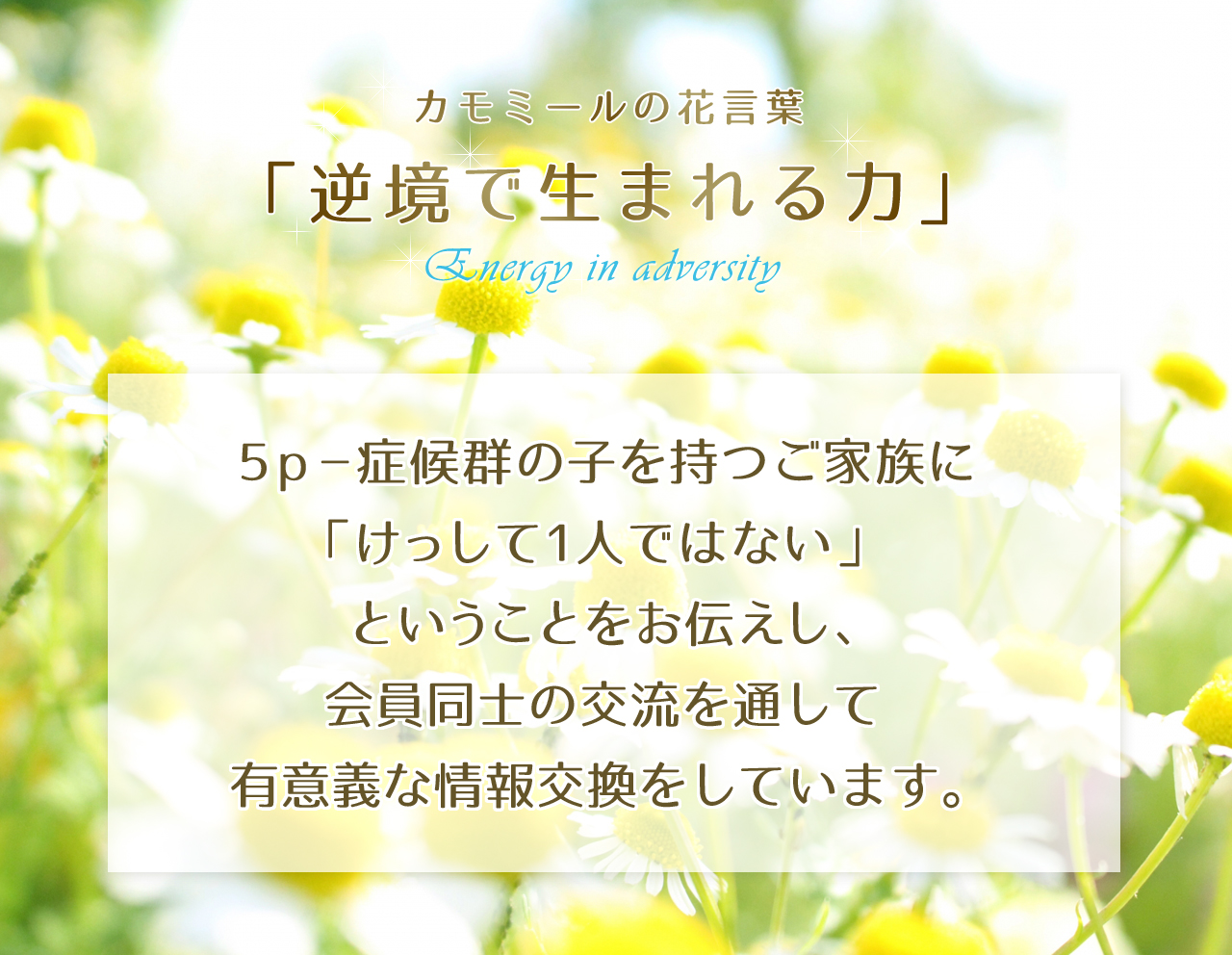 カモミールの会 | 5p-症候群の子を持つ家族の会